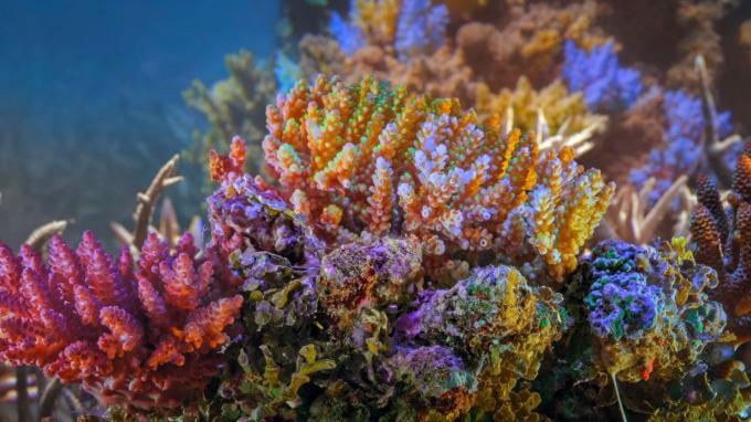 海洋の保護の珊瑚のための集団行動