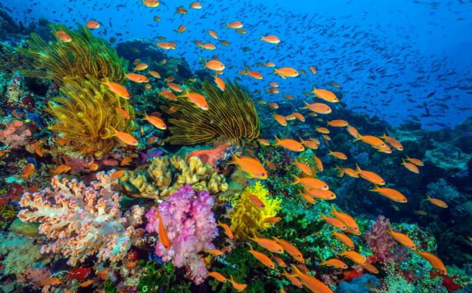 海洋保護の珊瑚のための集団行動